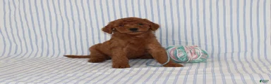 Marvin