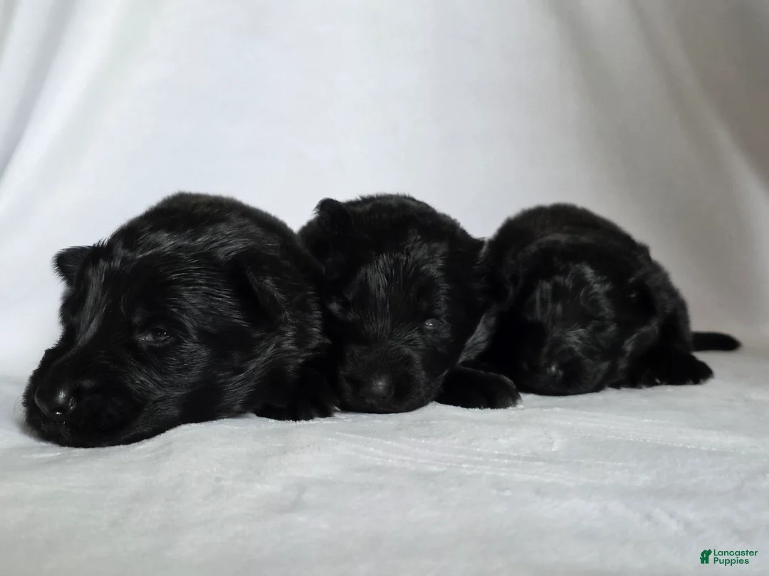 German Shepherd dogs for sale: German Shepherd Puppy 3 - Ad 1