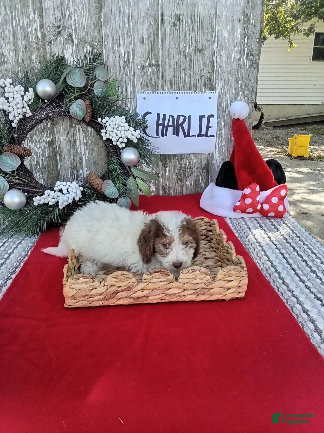Bernedoodle dogs for sale: Bernedoodle 1 - Ad 2