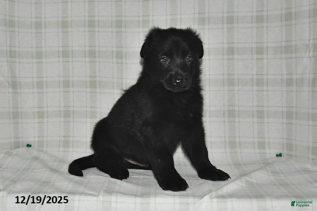 German Shepherd dogs for sale: Zander - Ad 3