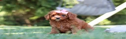 Cavapoo dogs for sale: Blaire - Ad 3