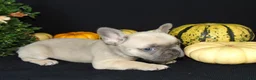 French Bulldog dogs for sale: Murphy - Ad 6