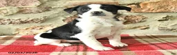 Mixed Breed dogs for sale: Tina - Ad 2
