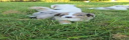 Miniature Australian Shepherd dogs for sale: Miniature Australian Shepherd 3 - Ad 2