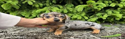 Dachshund dogs for sale: Evie - Ad 3