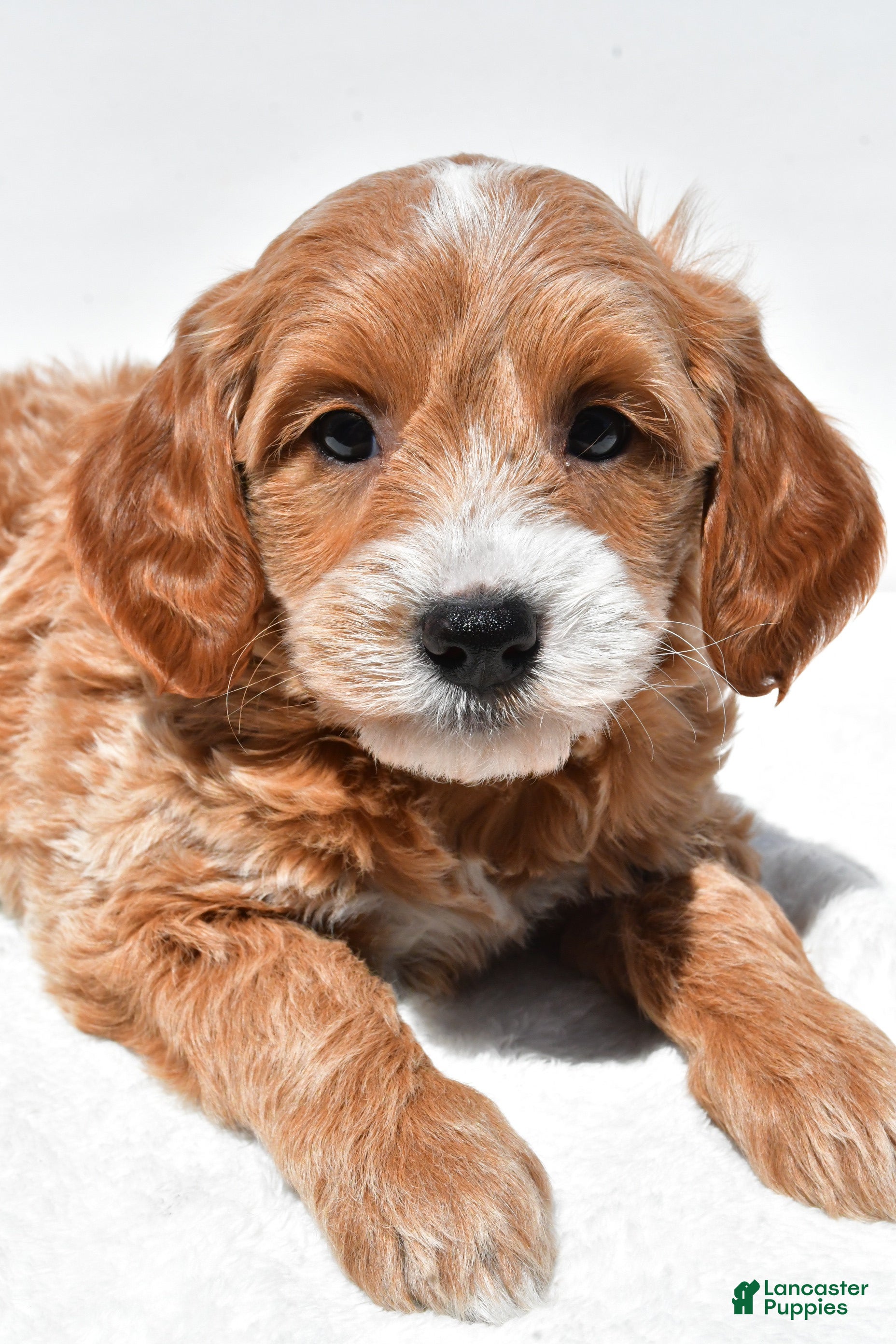 Mini Goldendoodle dogs Kate - Ad 2