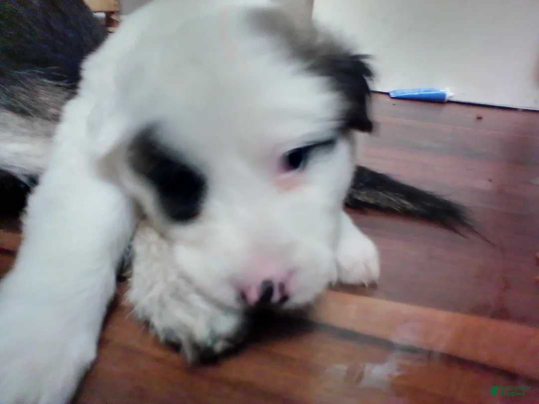 Mixed Breed dogs for sale: Spot Spot  - Ad 1