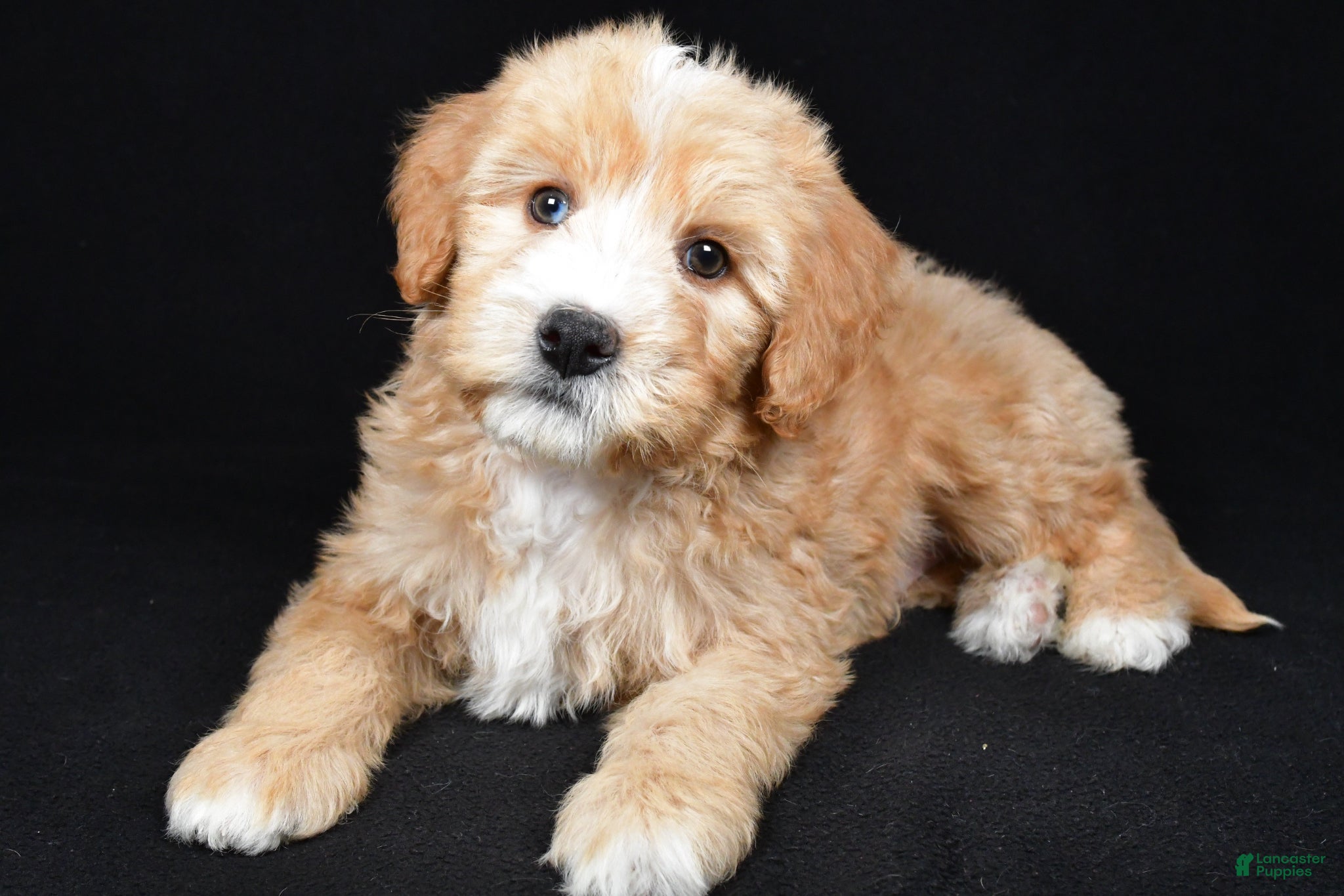 Bernedoodle dogs Hunter - Ad 2