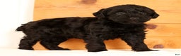 Yorkiepoo dogs for sale: Dex - Ad 5