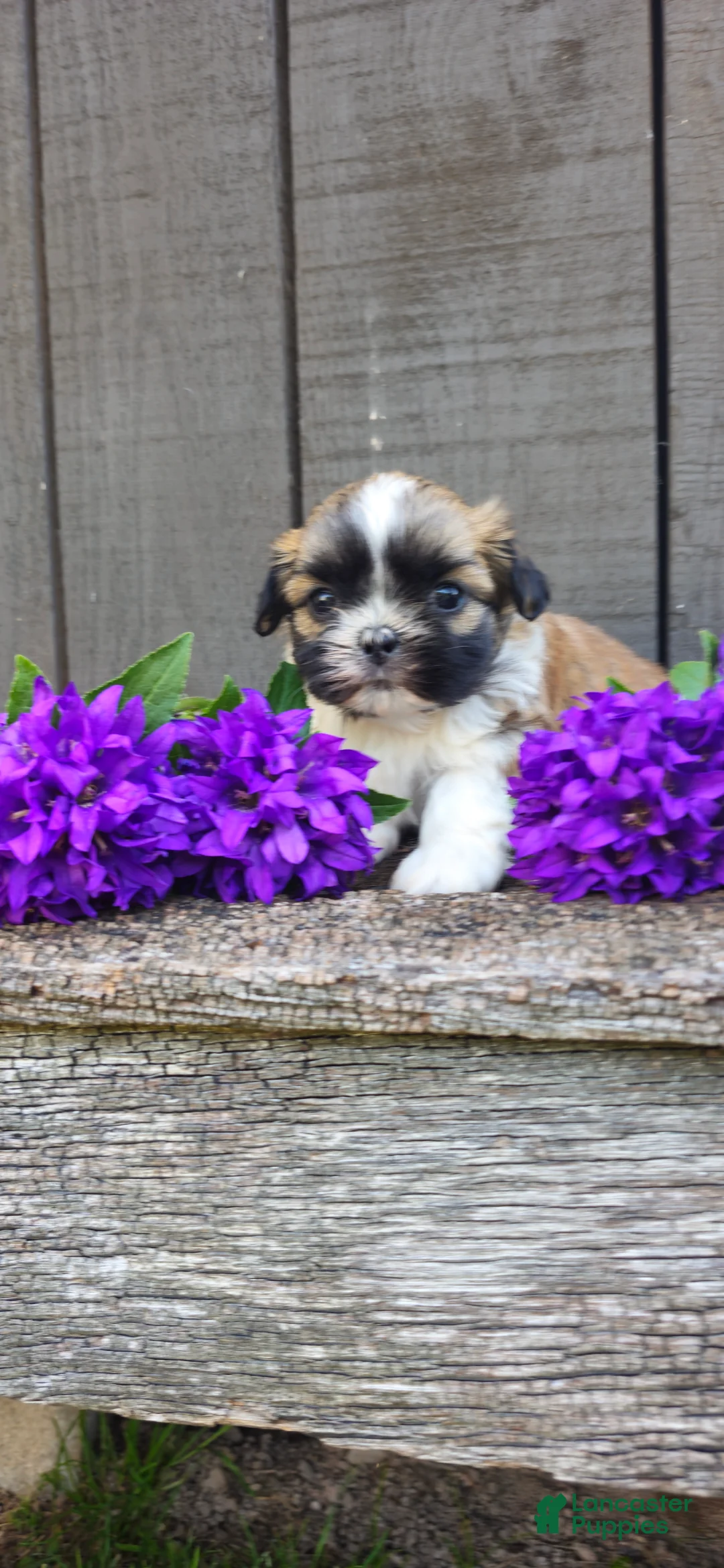 Teddy Bear dogs for sale: Sandra - Ad 1