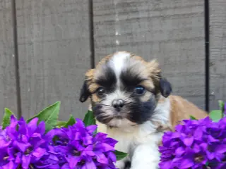 Teddy Bear dogs for sale: Sandra - Ad 1