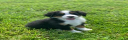 Bernese Mountain Dog dogs for sale: JJ - Ad 17