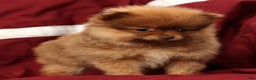Pomeranian dogs for sale: Ollie - Ad 3