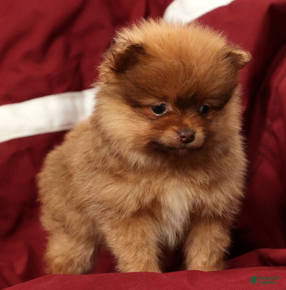 Pomeranian dogs for sale: Ollie - Ad 3