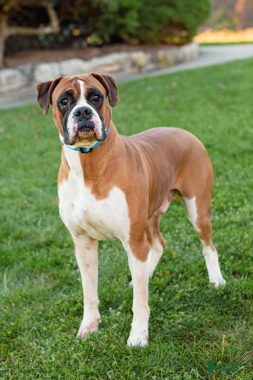 Boxer dogs for sale: Trevor - Ad 6