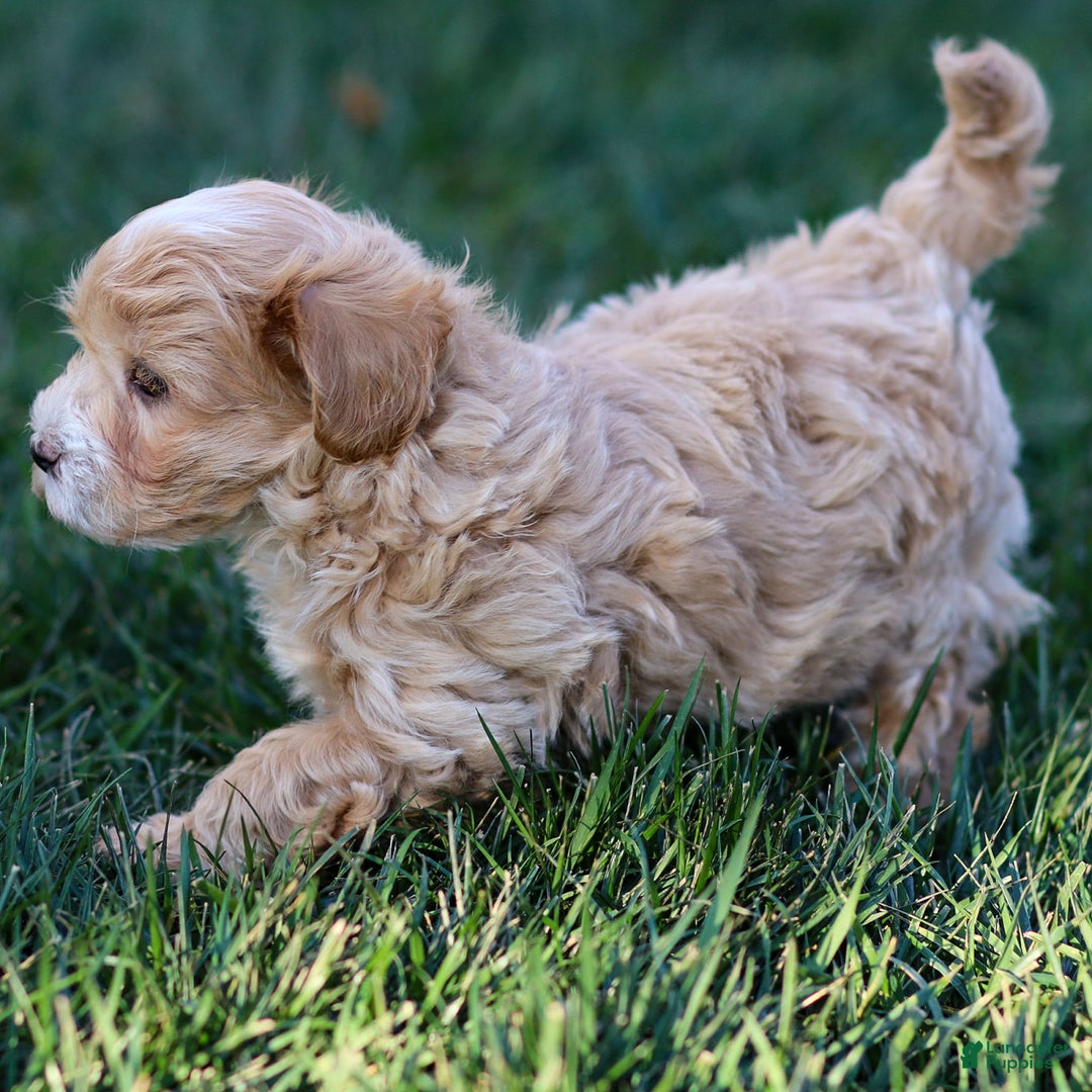 Maltipoo dogs for sale: Sparky - Ad 2