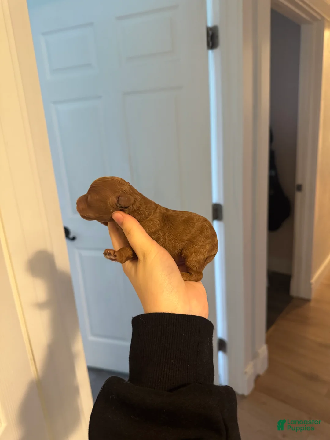 Toy Poodle dogs for sale: Toy Poodle Puppy 1 - Ad 2