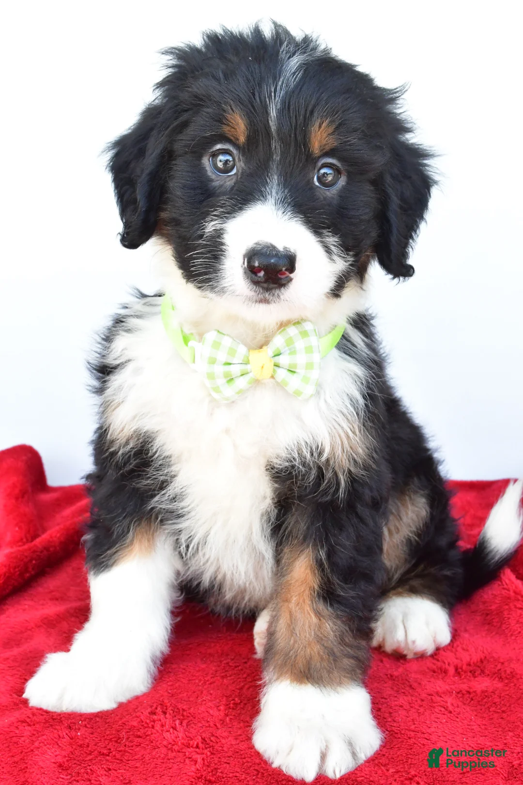 Mini Bernedoodle dogs for sale: Leo - Ad 1