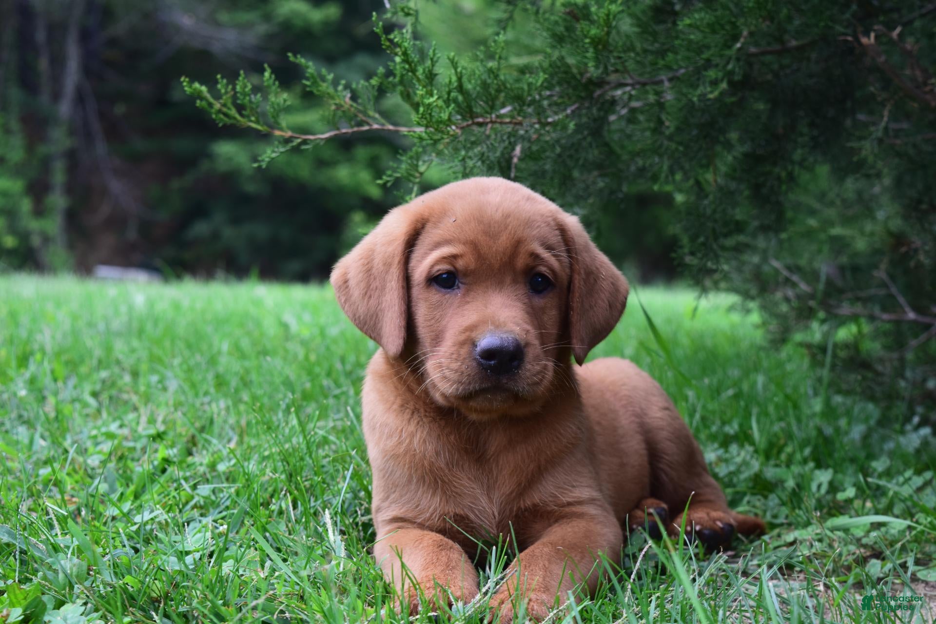 Labrador Retriever dogs Rosy - Ad 1