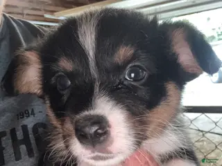 Welsh Corgi Pembroke dogs for sale: Welsh Corgi Pembroke 7 - Ad 1