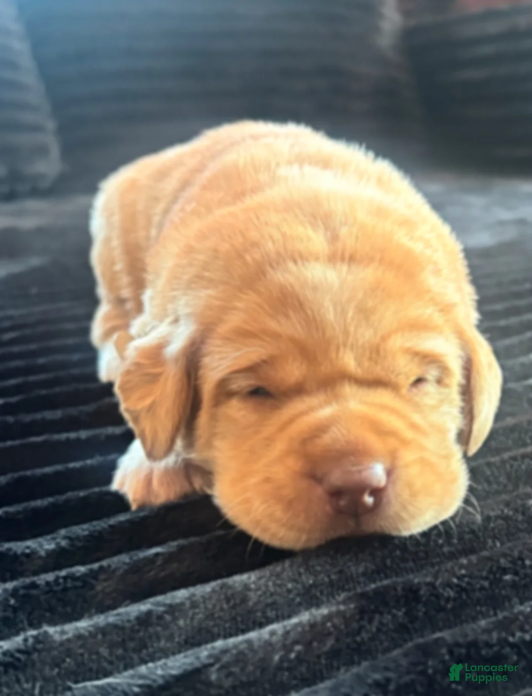 Labrador Retriever dogs for sale: Labrador Retriever Puppy 2 - Ad 9