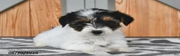 Mixed Breed dogs for sale: Amy - Ad 3