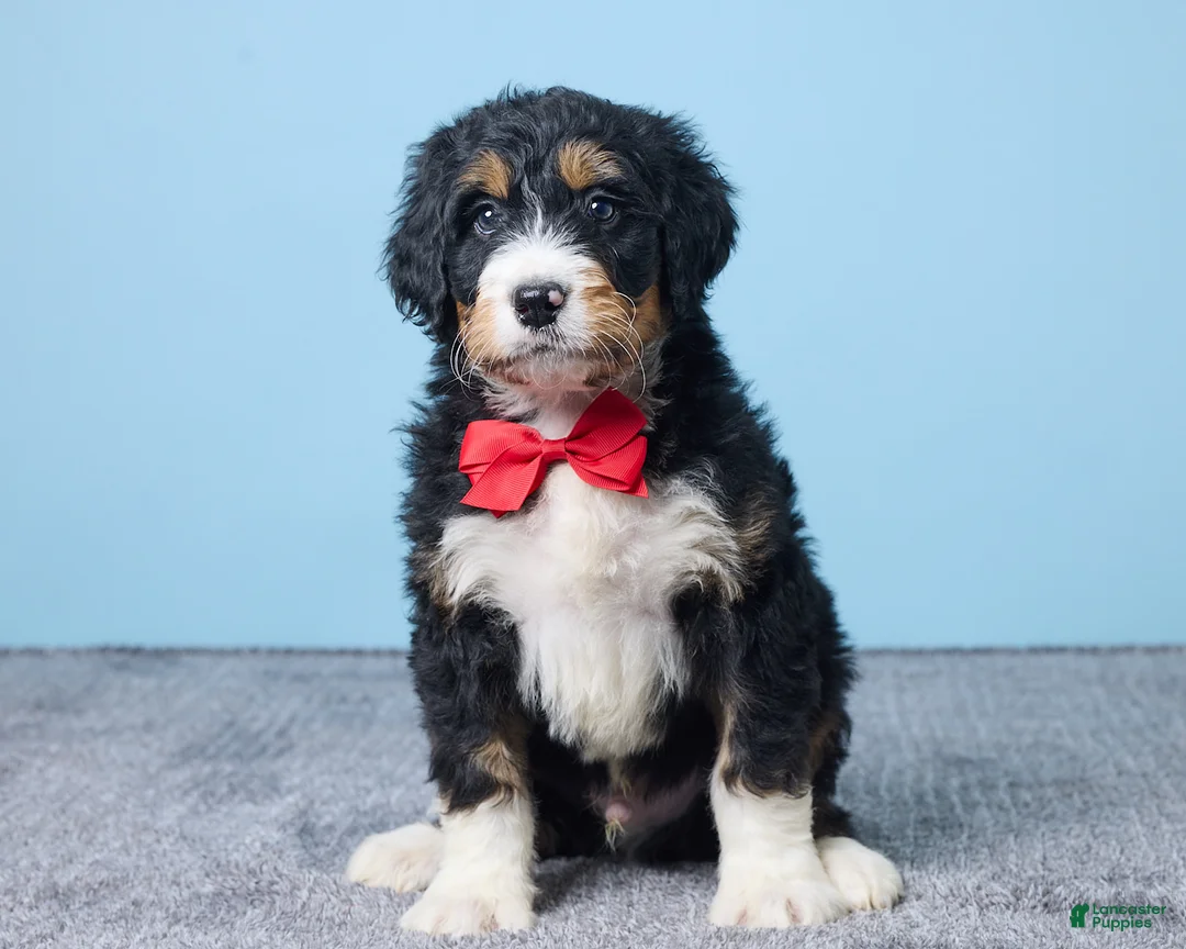 Bernedoodle dogs for sale: Howey - Ad 5