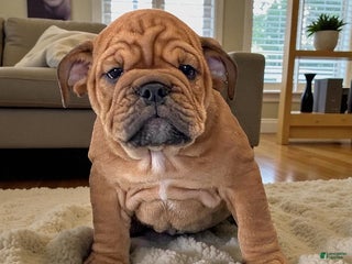 English Bulldog dogs - Ad 34