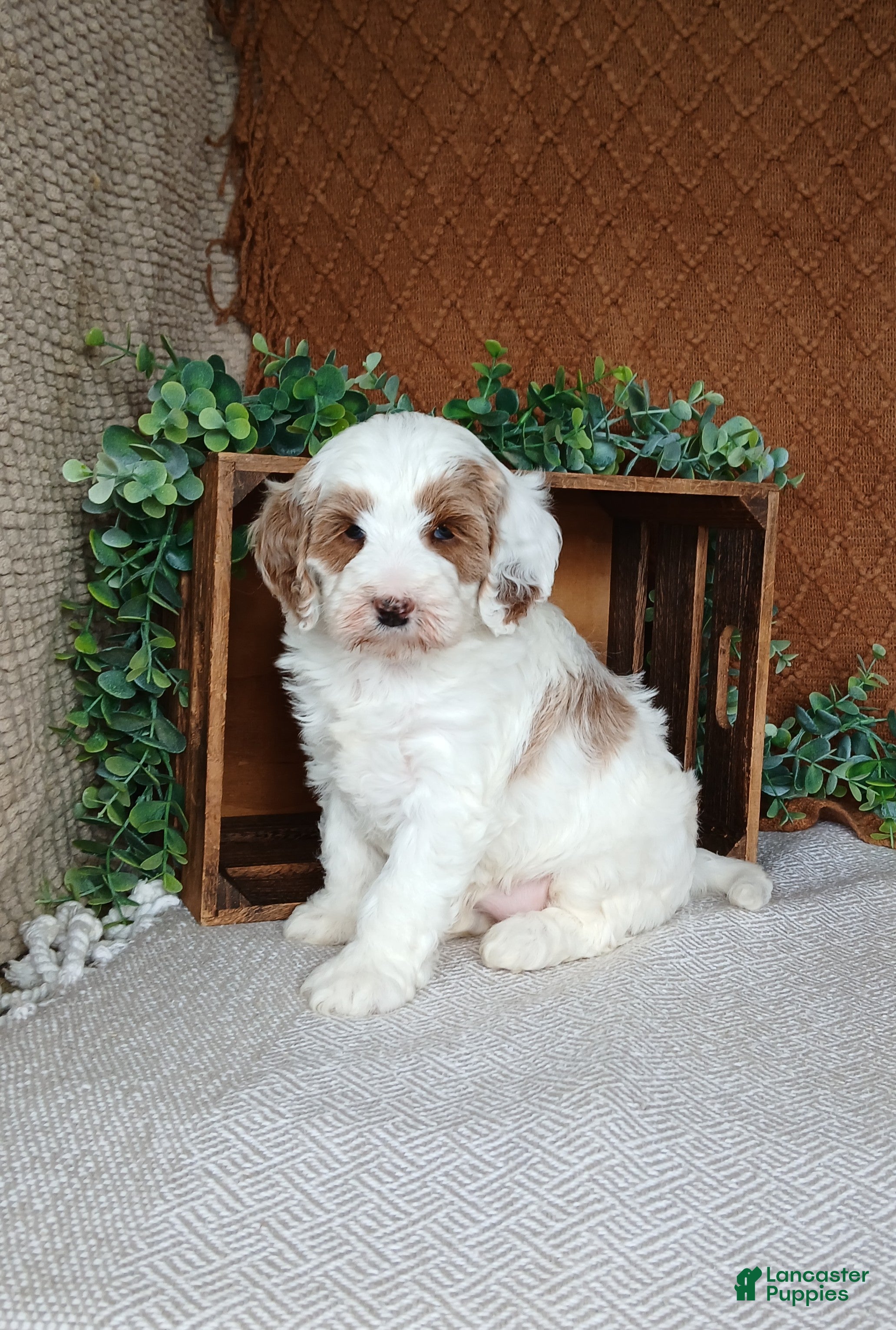 Cavapoo dogs Glory - Ad 2