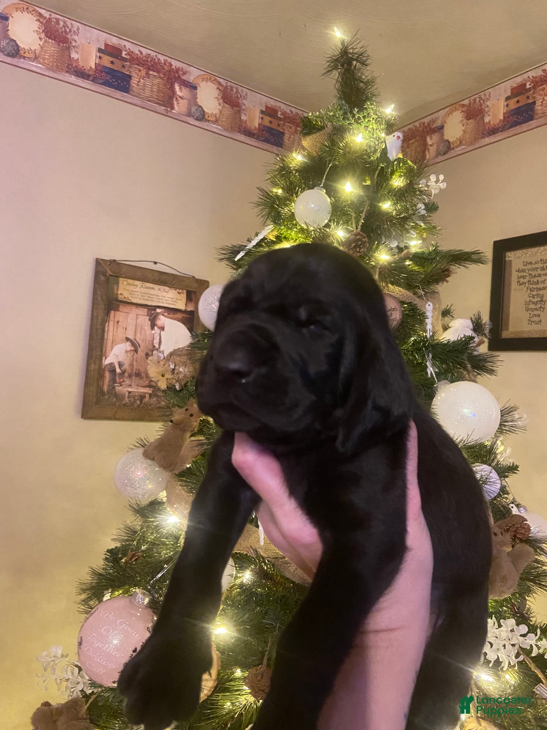 Mixed Breed dogs for sale: Mixed Breed Puppy 2 - Ad 1