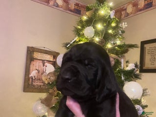 Mixed Breed dogs Mixed Breed Puppy 2 - Ad 36