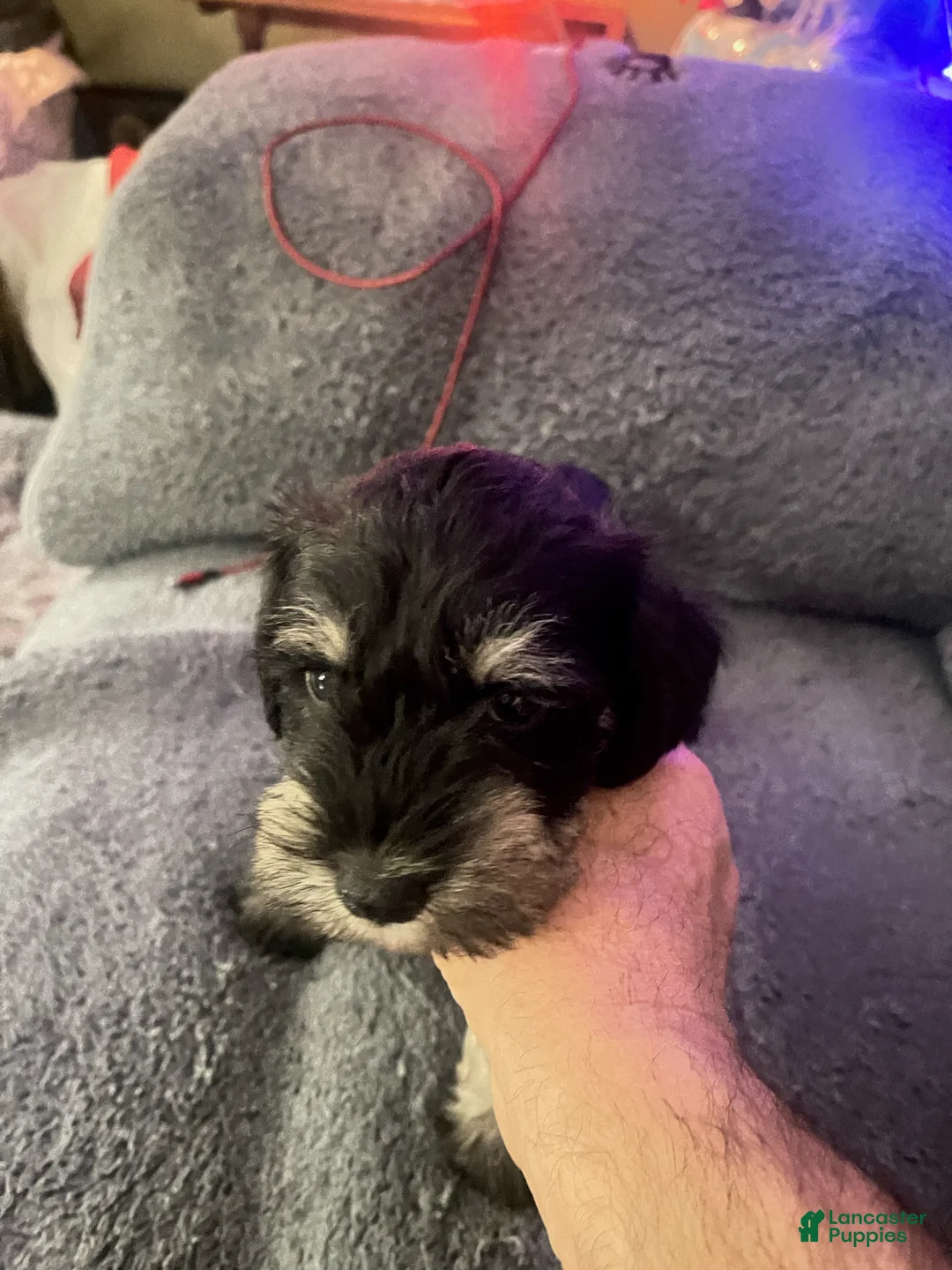 Miniature Schnauzer dogs for sale: Miniature Schnauzer Lucy  - Ad 5