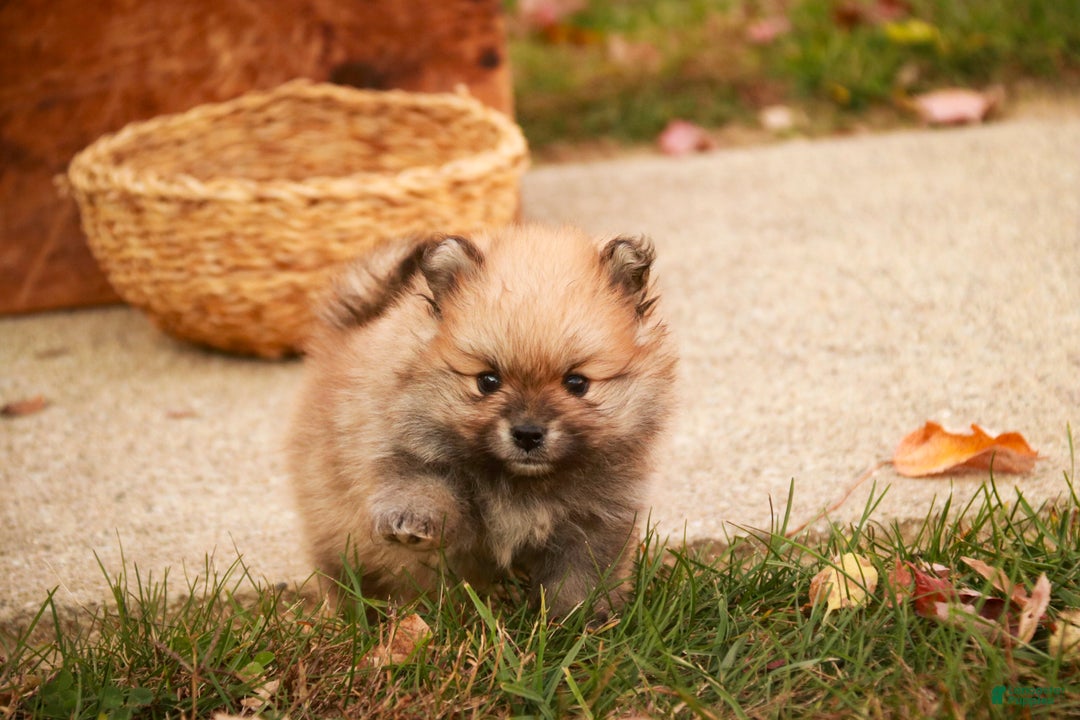 Pomeranian dogs for sale: Ben - Ad 5