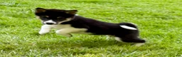 Shiba Inu dogs for sale: Shiba Inu Male - Ad 10