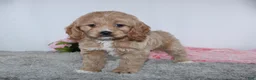 Cockapoo dogs for sale: Karla - Ad 3