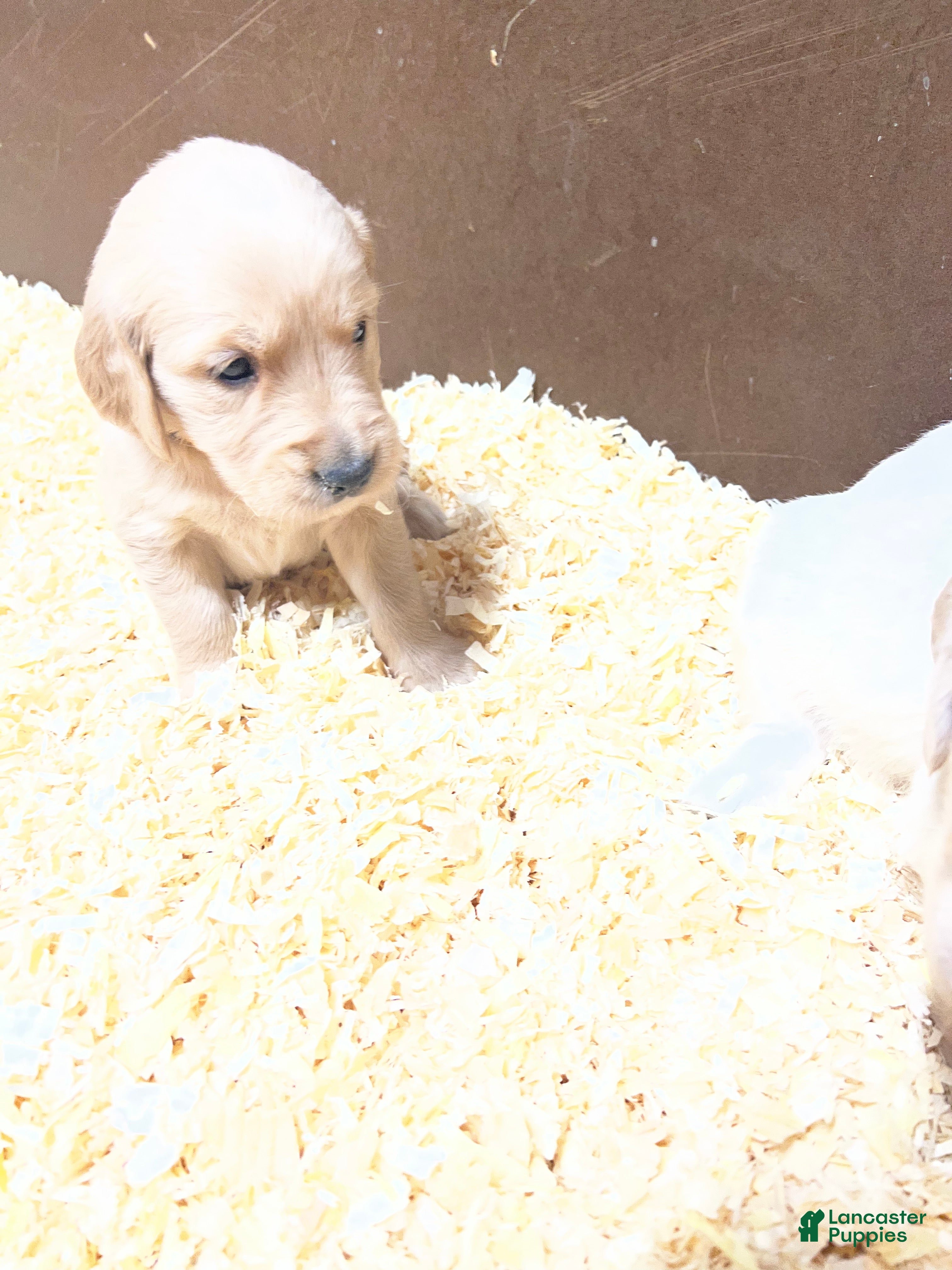 Golden Retriever dogs Yellow - Ad 1