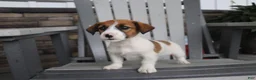 Jack Russell Terrier dogs for sale: Rosie - Ad 5