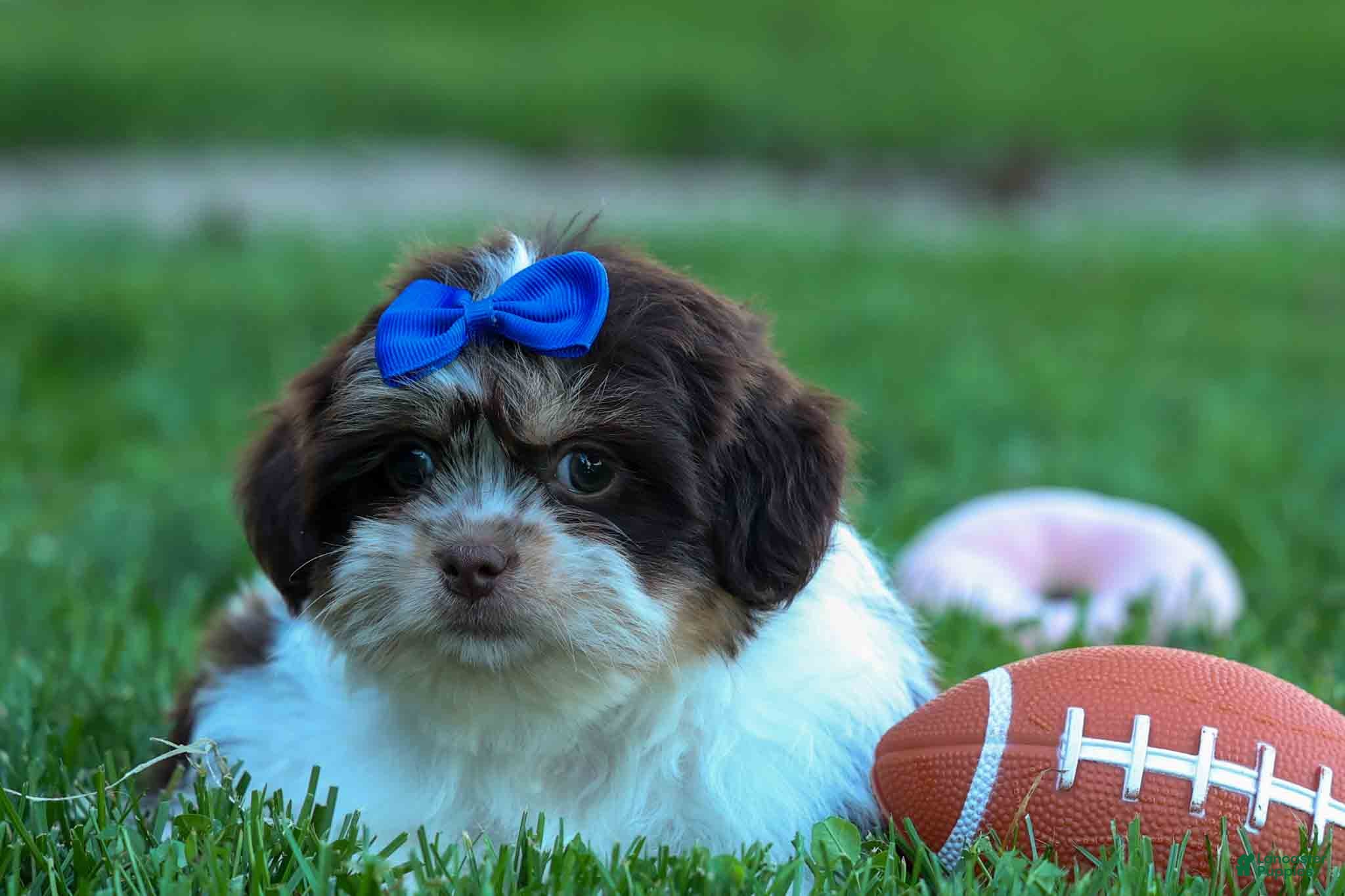 Teddy Bear dogs   Oliver 🐶 - Ad 2