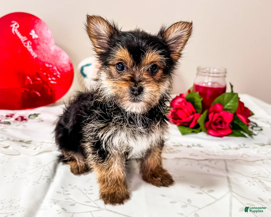 Mixed Breed dogs for sale: Madison - Ad 4