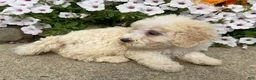 Miniature Poodle dogs for sale: Jack - Ad 8