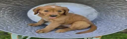 Mixed Breed dogs for sale: Tracy - Ad 2