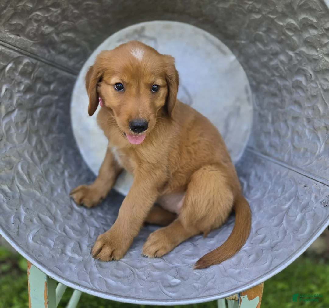 Mixed Breed dogs for sale: Tracy - Ad 2