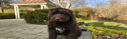 Portuguese Water Dog dogs for sale: Toby - Ad 4