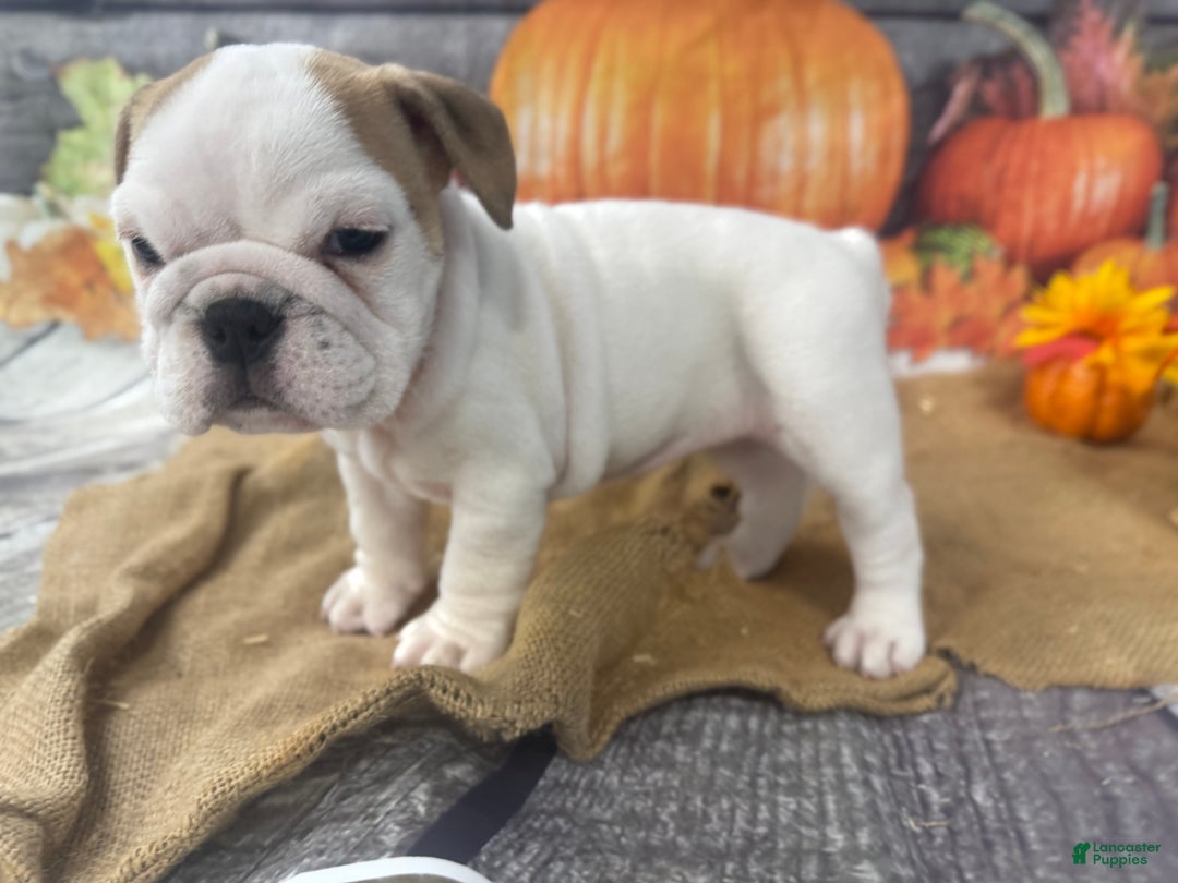 English Bulldog dogs for sale: Snow white - Ad 13