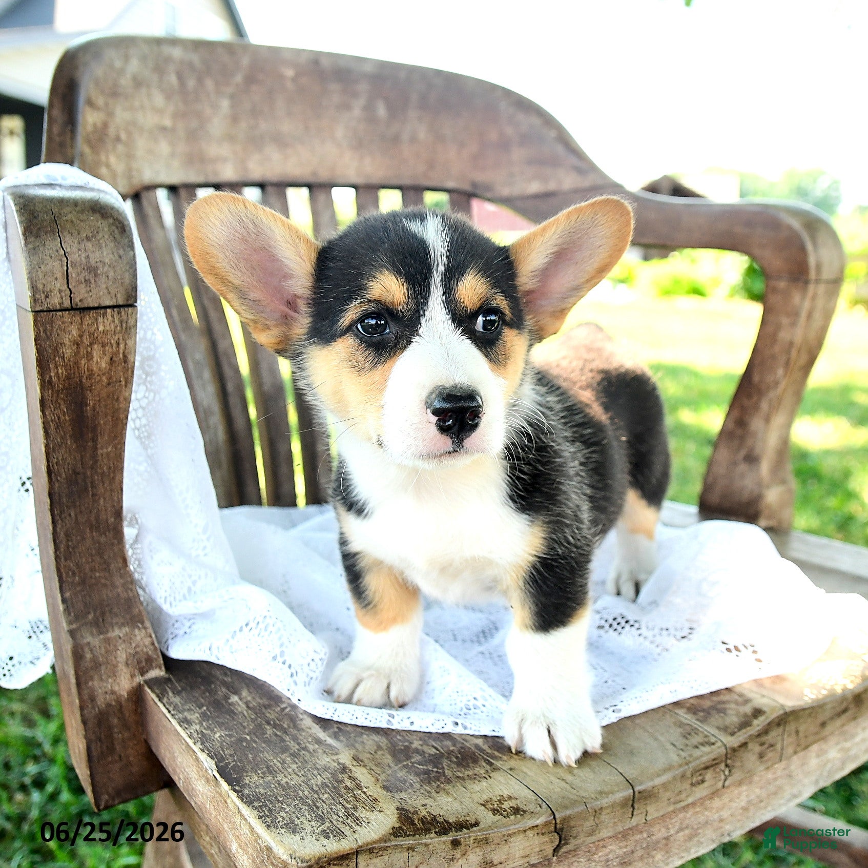 Welsh Corgi Pembroke dogs Renita - Ad 2