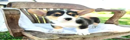 Welsh Corgi Pembroke dogs for sale: Renita - Ad 2