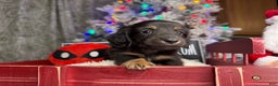 Miniature Dachshund dogs for sale: Champion Pra clear Carrie’s Cream - Ad 7