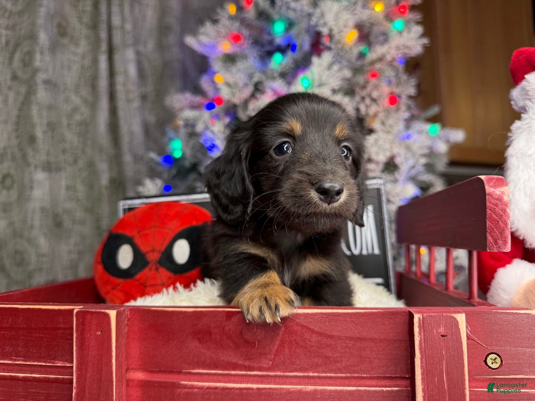 Miniature Dachshund dogs for sale: Champion Pra clear Carrie’s Cream - Ad 7