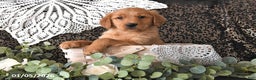 Golden Retriever dogs for sale: Dasher - Ad 2