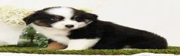 Miniature Australian Shepherd dogs for sale: Peter - Ad 5